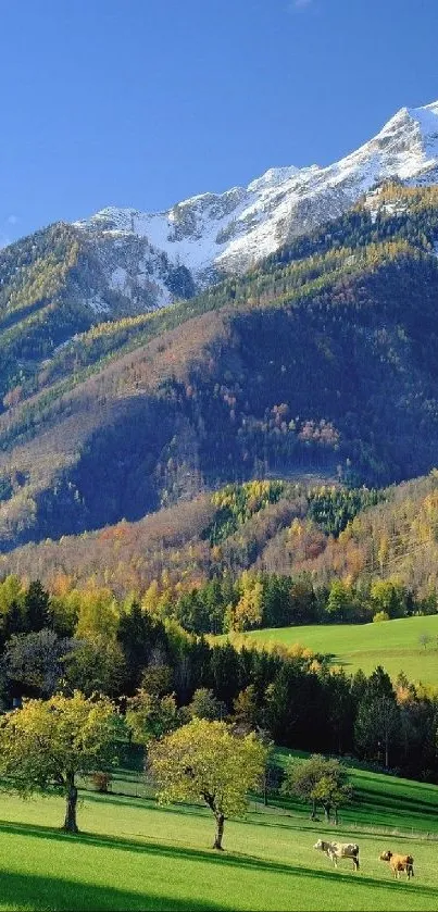 Mountain landscape with snowy peaks and lush green valleys under a blue sky.