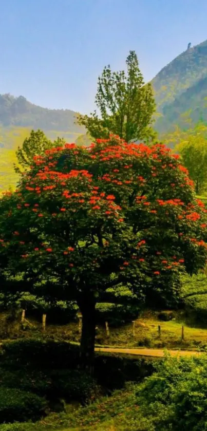 A tree in bloom set against a green mountain landscape.