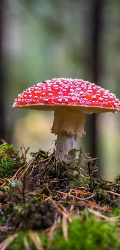 Red mushroom in a green forest mobile wallpaper.