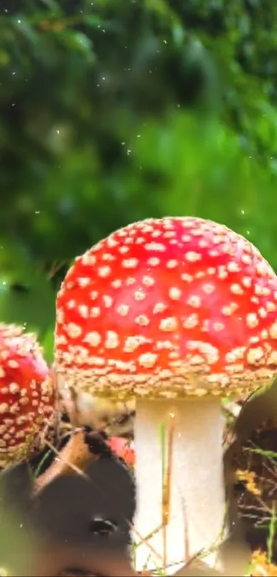 Red mushroom in green forest wallpaper for phones.