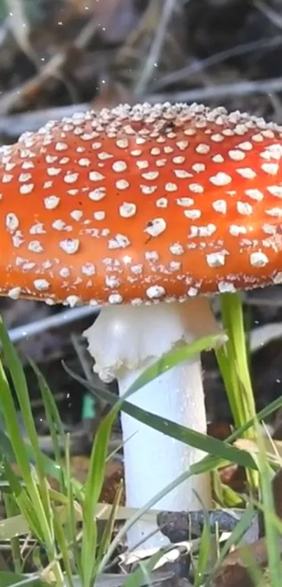 Close-up of a vibrant orange wild mushroom in a forest setting with grass.