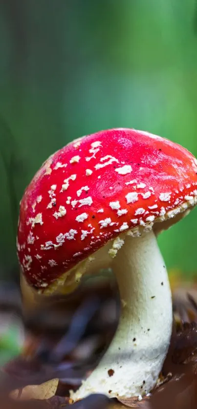 Vibrant red mushroom with white spots in a lush green forest setting.