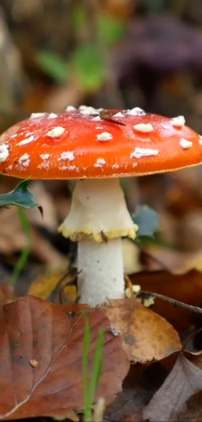 Vibrant red mushroom on forest floor surrounded by autumn leaves.