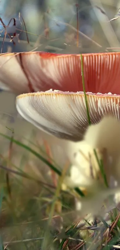 Close-up of vibrant red and white mushrooms in nature.