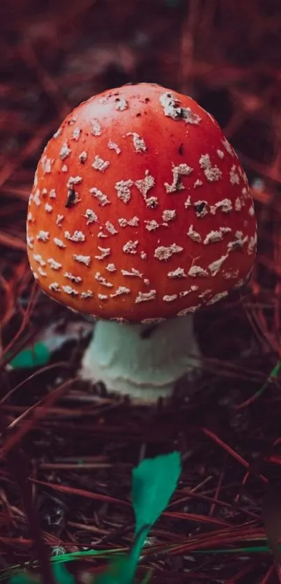 Red and white mushroom in forest setting, vibrant nature scene.