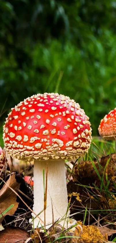 Red-capped mushrooms with vibrant green backdrop.