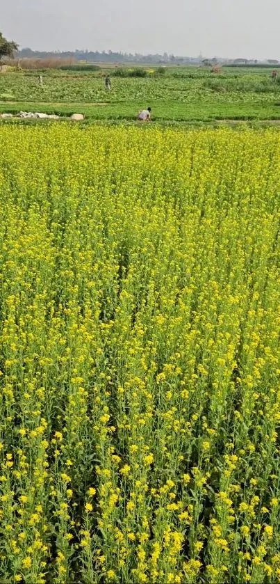 Mobile wallpaper with lush yellow mustard field and serene landscape.