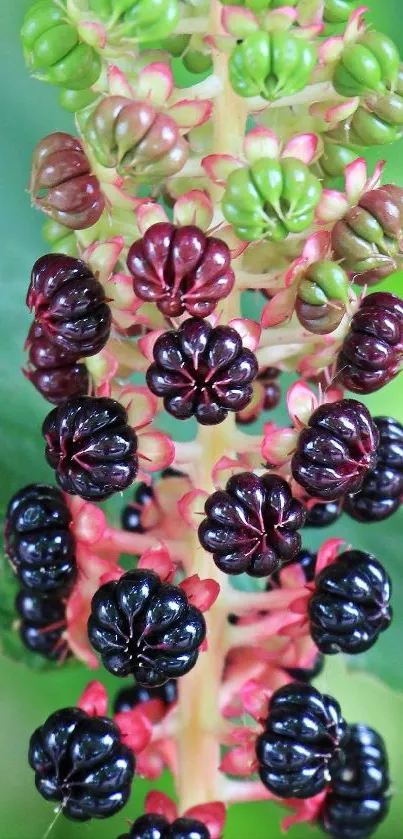 Close-up of vibrant colorful berries with green leaf background.