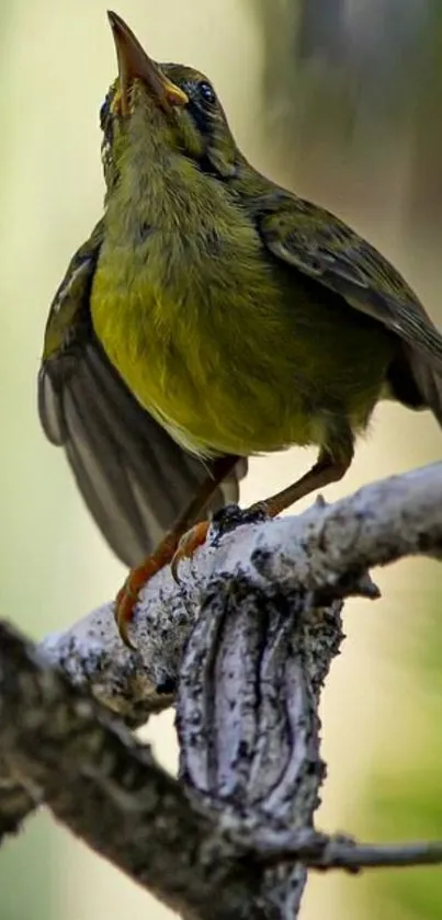 Close-up of a green bird perched on a branch in natural setting.