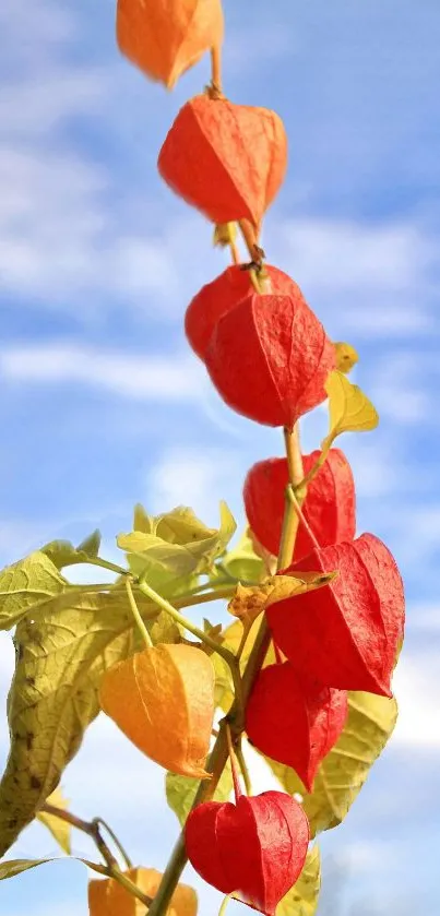 Red and orange blossoms on a branch with a blue sky background.