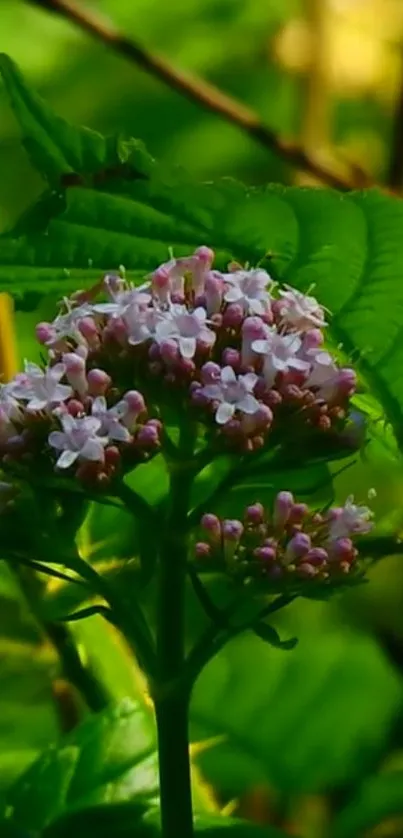 Pink bloom surrounded by vibrant green leaves.