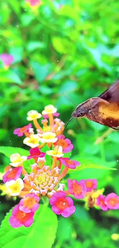 Hummingbird drinking nectar from vibrant colorful flowers.