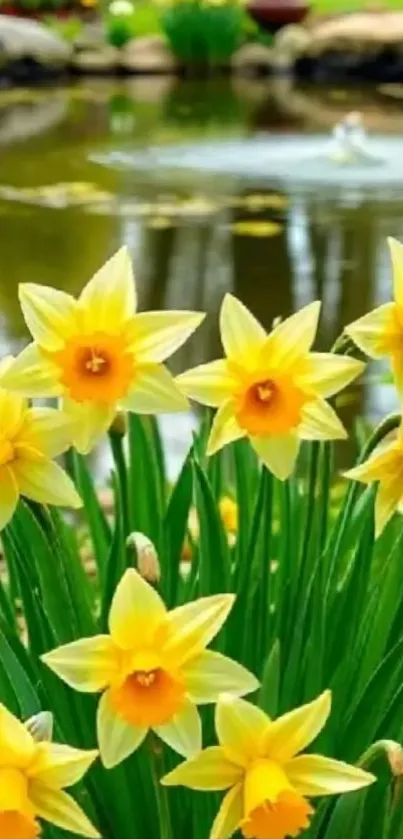 Yellow daffodils by a serene pond