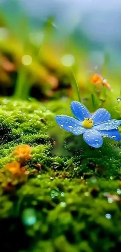 Blue flower on green moss in a nature wallpaper.