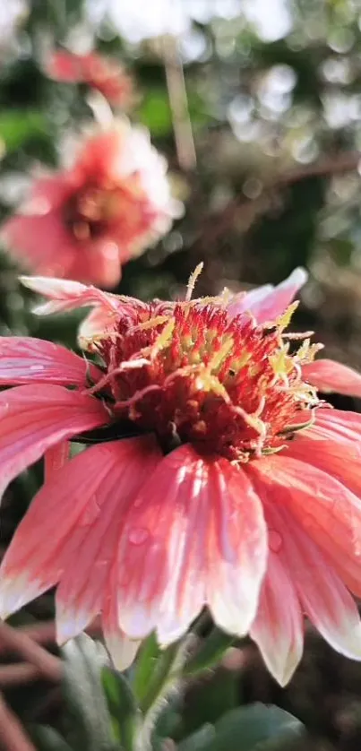 Close-up of a pink flower with dewdrops and green leaves.