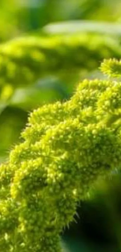 Close-up of lush green foliage in sunlight.