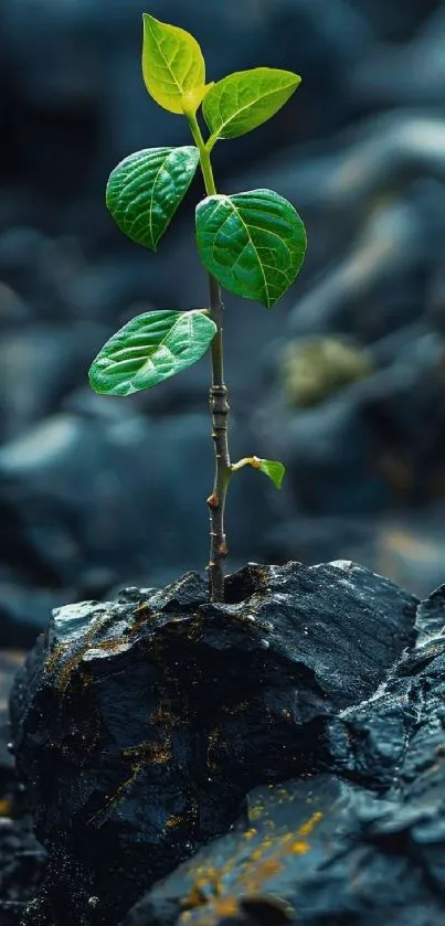 Vibrant plant growing among dark stones.