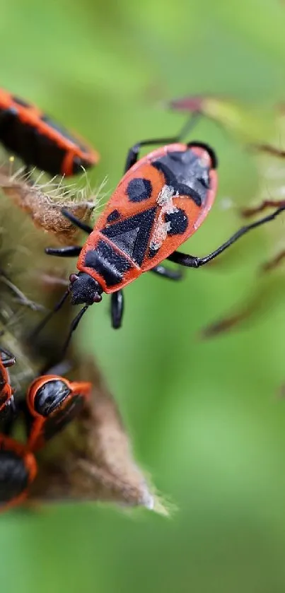 Vibrant insects on lush green background, ideal for nature-themed mobile wallpaper.