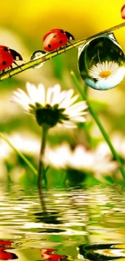 Ladybug on leaf with daisy reflection wallpaper.