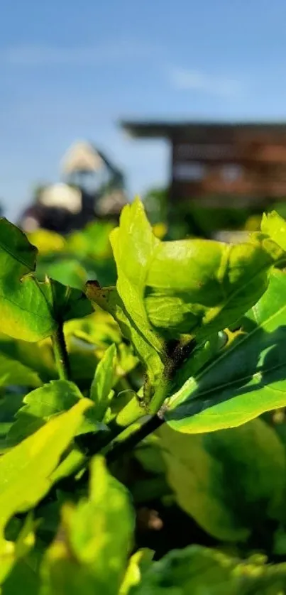 Close-up of a vibrant green leaf with blurred outdoor background.