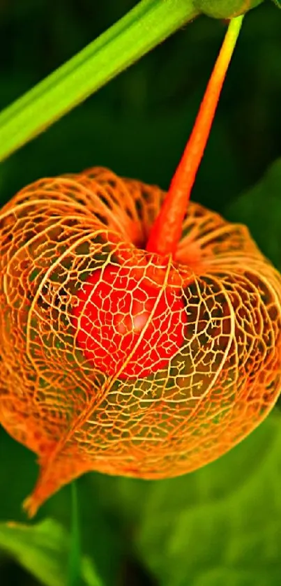 Vibrant orange leaf with green background in nature wallpaper.