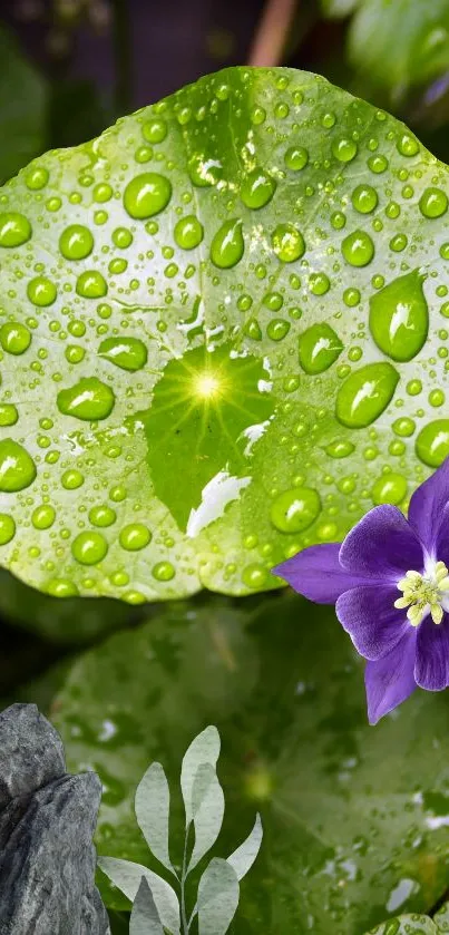 Green leaf with dew and a purple flower on mobile wallpaper.