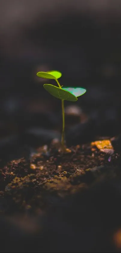 Closeup of a vibrant green leaf sprouting from rich dark soil.