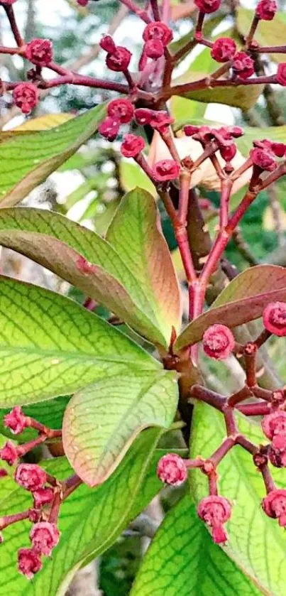 Vibrant green leaves and red buds on a branch, ideal for a nature wallpaper.