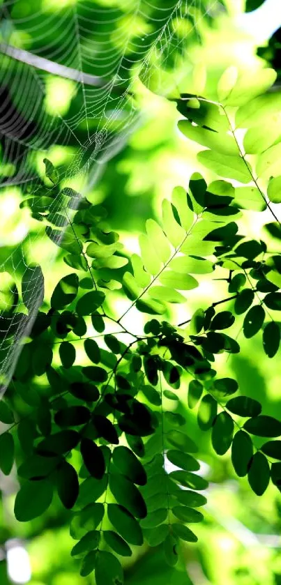 Vibrant green leaves with spider web on a sunny day wallpaper.