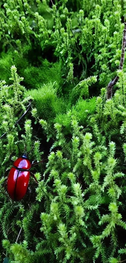 A red ladybug sits on lush green moss, creating a vibrant nature scene.