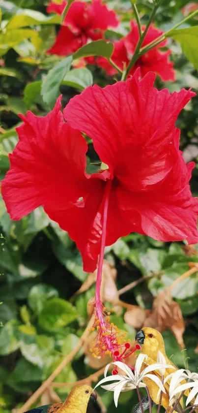 Red hibiscus with tropical birds in a lush setting.