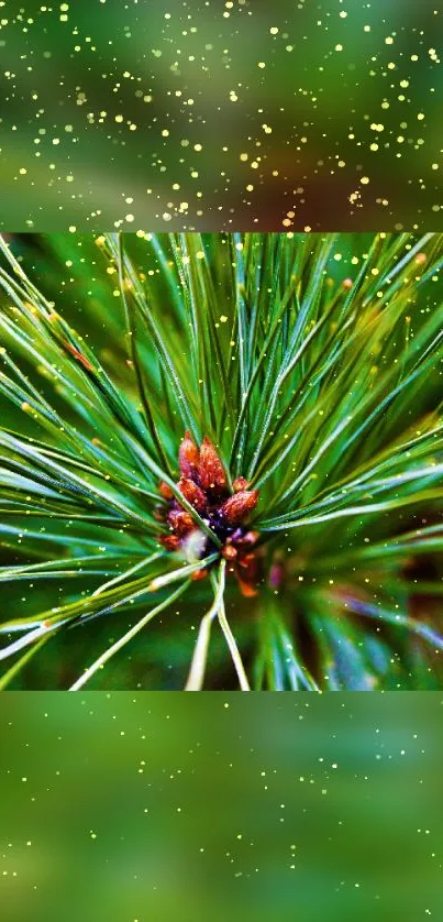 Close-up of vibrant pine branches on a green nature background wallpaper.