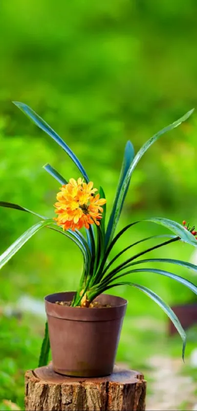 Vibrant potted plant against a lush green background, perfect for nature-themed decor.