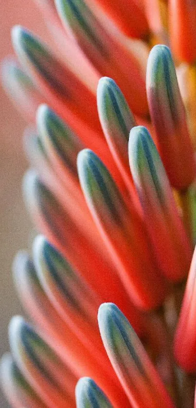 Close-up of vibrant aloe buds with a coral red hue.
