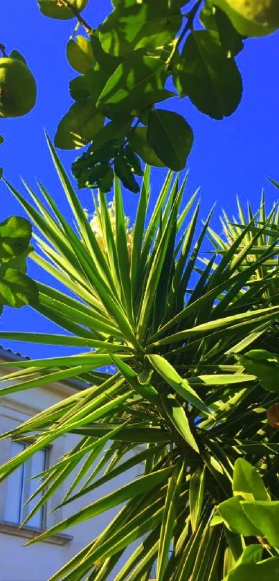 Lush green leaves under a vibrant blue sky with sunlight.