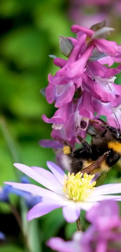 Close-up of a bee on vibrant pink and purple flowers.