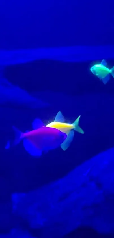 Colorful neon fish swimming with a vibrant blue background.