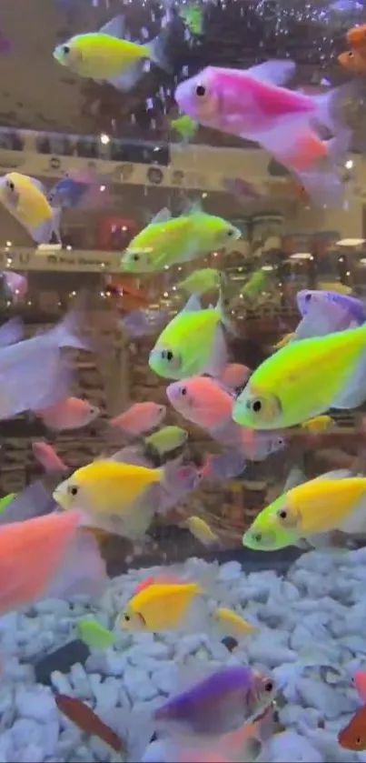 Colorful neon fish swimming in a lively aquarium setting.