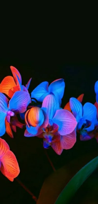 Bright neon orchids with black background.