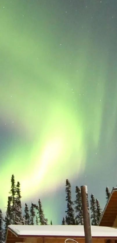 Vibrant northern lights above silhouetted trees and cabin.