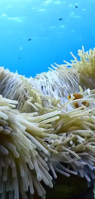 A vibrant underwater scene with clownfish swimming among ocean anemones.