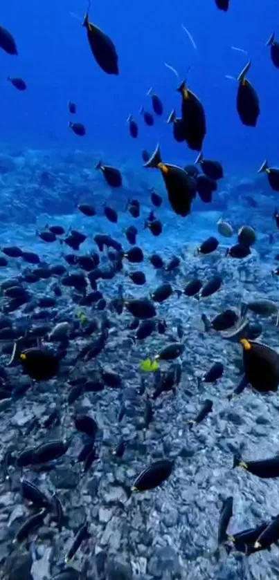 School of black fish swimming in a vibrant blue ocean.