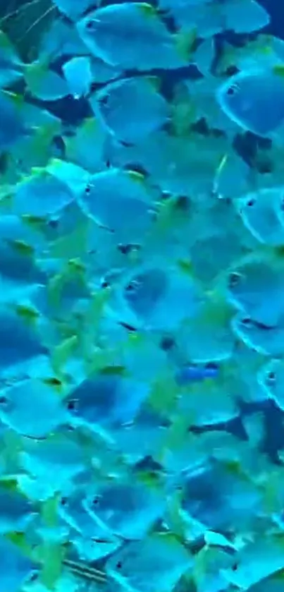 School of vibrant blue fish swimming in the ocean, perfect mobile wallpaper.