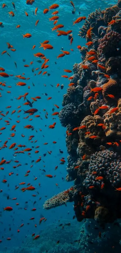 Colorful coral reef with many fish in deep blue ocean.