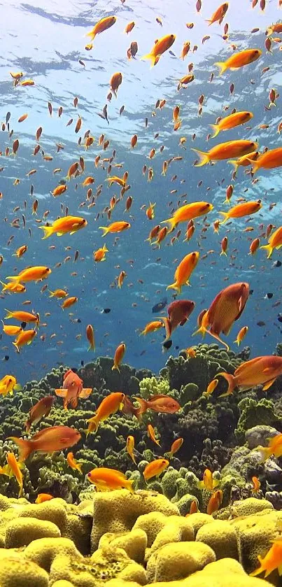 Vibrant ocean scene with coral and orange fish swimming in blue water.