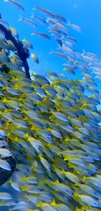 A vibrant school of fish swimming in the clear blue ocean.