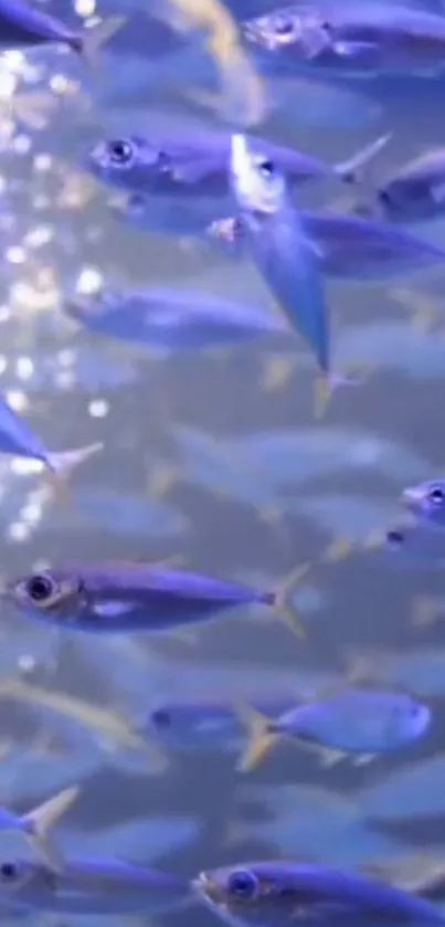 A school of shimmering blue fish swimming in clear ocean water.