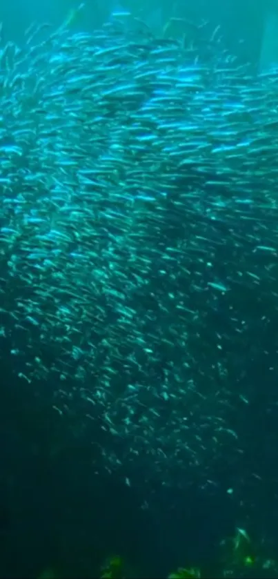 Underwater swarm of fish in a vibrant teal ocean setting.