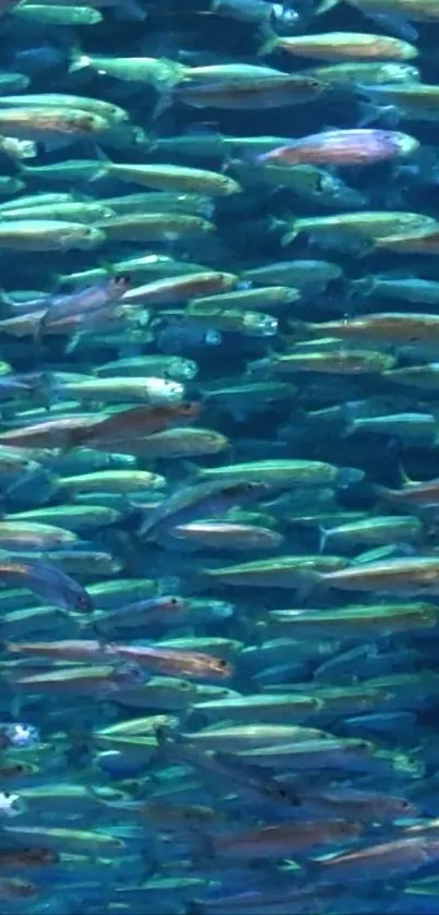 A vibrant school of fish swimming underwater in the ocean with shades of blue.