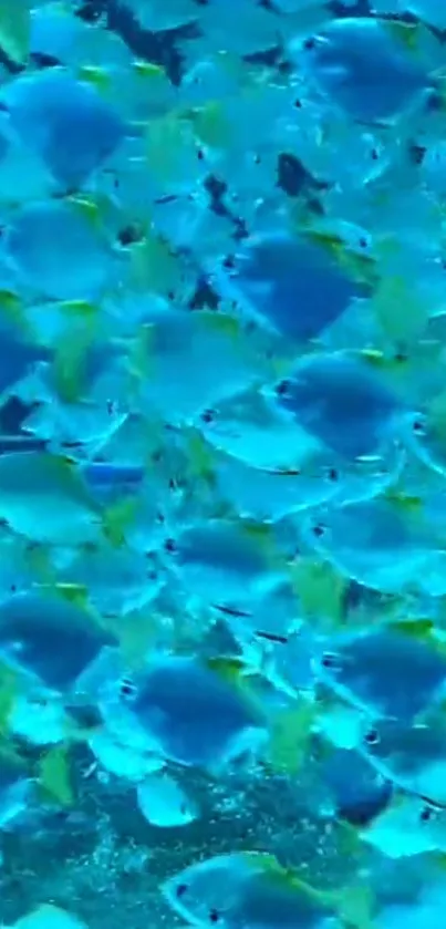 A vibrant school of blue and yellow fish swimming in the ocean.